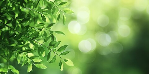 Aufkleber - Lush green foliage with blurred bokeh effect in soft shades of green, highlighting delicate leaves in an out-of-focus serene background.