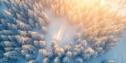 Aufkleber - Aerial view of a snow-covered pine forest at sunset with golden hues illuminating the snowy treetops and soft winter light casting shadows.