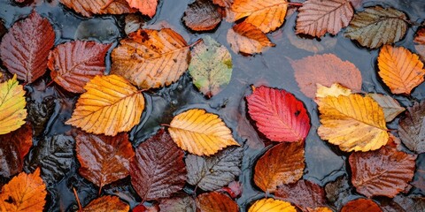 Leinwandbilder - Vibrant autumn Ash leaves in shades of orange, red, and yellow submerged in a puddle creating a colorful seasonal backdrop on a rainy day