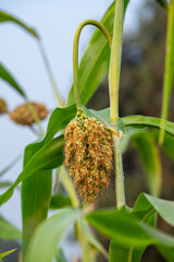 Wall Mural - Close-up of young sorghum plants that are bearing fruit, agriculture background concept