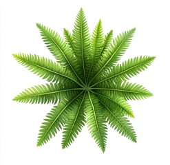 Wall Mural - Overhead view of lush green fern, isolated, white background, design element