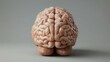 © meristock - Realistic 3D rendering of a human brain viewed from the back against a soft gray background showcasing intricate details and textures in pink hues.