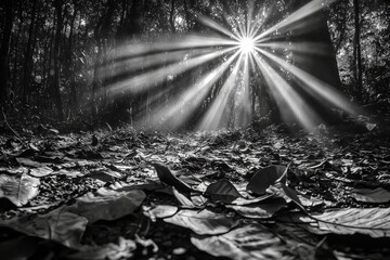 Poster - Enchanting sunlight filters through a dense forest canopy, illuminating the forest floor with striking rays of light and fallen leaves in monochrome.