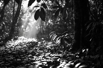 Poster - Mystical monochrome forest scene with sunlight streaming through the trees, illuminating the ground covered with lush leaves, creating a captivating and peaceful atmosphere.