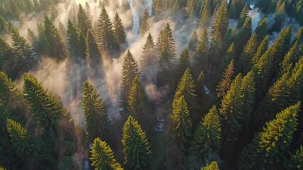 Aufkleber - Majestic aerial view of a misty forest landscape at sunrise with vibrant green trees