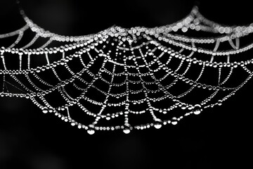 Poster - An enchanting spiderweb covered in glistening dew drops, resembling a delicate jewel-encrusted net against the stark blackness, a capture of nature's elegant design.