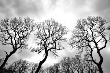 Poster - A black and white photograph showcases bare trees silhouetted against a cloudy sky, creating a stark and dramatic contrast, perfect for artistic or conceptual designs.