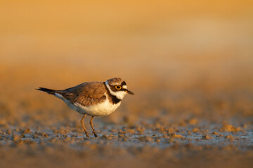Wall Mural - shorebird charadrius dubius, little ringed plover on blurred background summer time poland europe