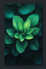 Wall Mural - Close-up, Vibrant Green Leaves Of Plant Growth, Symbolic Of Spring, Rich Greenery, Nature Background