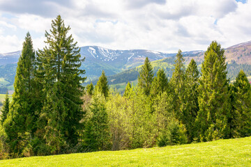 Wall Mural - coniferous forest on the hillside in spring. carpathian mountain landscape with grassy meadow on a s