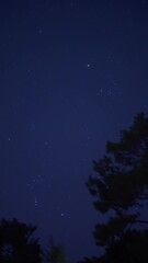 Wall Mural - milky way stars and constellations with countryside tree silhouettes.