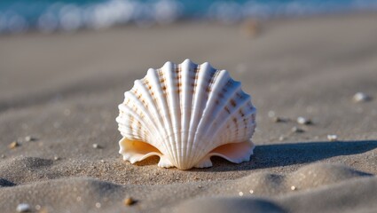 Poster - delicate seashell resting on soft sandy beach shore with gentle waves in background under bright sun