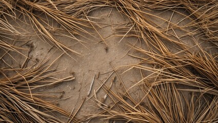 Poster - dry grass floor texture background with natural elements ideal for creative projects and text insert