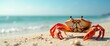 © The 2R Artificiality - Vibrant Beach Crab on Sandy Shoreline with Soft Waves and Clear Sky Ideal for Nature or Holiday Text Integration
