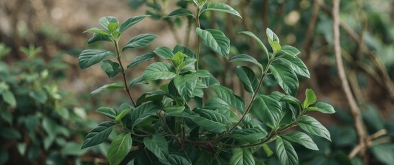 Wall Mural - Close Up Green Leaves with Natural Background and Empty Copy Space for Text in Nature Inspired Designs or Advertisements