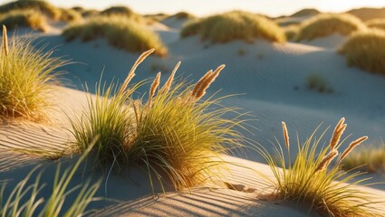 Poster - close up of marram grass on sunlit sand dunes with soft shadows and space for text or captions in a 