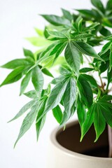 Poster - Fatsia japonica in a trendy pot displayed on a clean white background emphasizing sharp details and realistic lighting