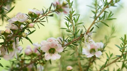 Wall Mural - Pink manuka flowers on natural background.