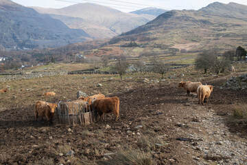 Wall Mural - Highland cows eating at a feeder by a track in the mountains