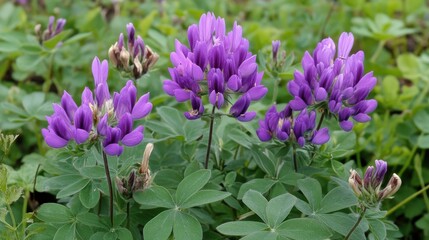 Wall Mural - Astragalus Blooming: Close-up of Purple Herbal Flower in Wildflower Field