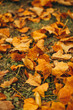 © ADDICTIVE STOCK - Scattered vibrant yellow maple leaves on grass in autumn