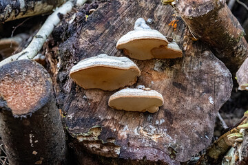 Wall Mural - Mushrooms growing on a dead tree trunk in the forest.