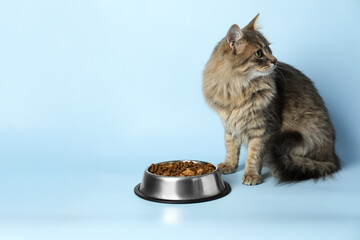 Wall Mural - Cute cat near feeding bowl with dry pet food on light blue background, space for text