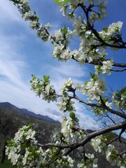 Wall Mural - Blooming White Flowers on Tree Branch