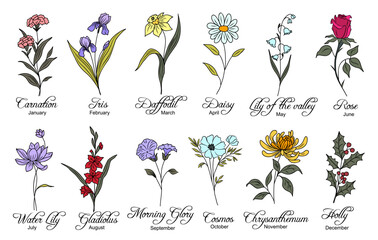 set of birth month flowers colorful vector illustrations isolated. carnation, daffodil, daisy, morni