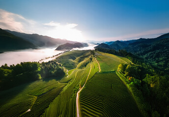 Poster - An aerial perspective captures a stunning green hilly landscape where fog gently blankets the valleys below. Mountains rise in the distance under a clear blue sky illuminated by the sun's rays.