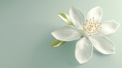 Wall Mural - Elegant White Flower on Pastel Background