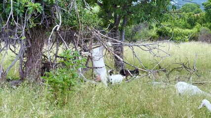 Wall Mural - Pack of goats grazing near a tree with some dangling leafless branches in overgrown pasture