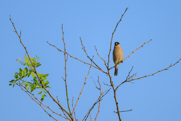 Poster - An Eurasian Bullfinch sitting on top of a tree