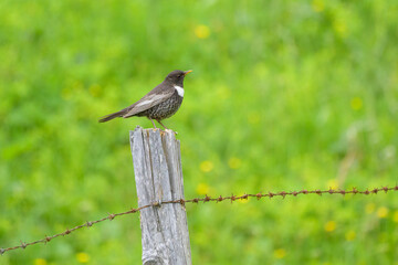 Poster - A Ring Ouzel standing on a wooden fence pole