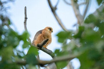 Poster - A female red footed sitting in a tree