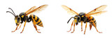Close-up of yellow and black wasps showcasing their patterns and structures in natural habitat on a white background or PNG