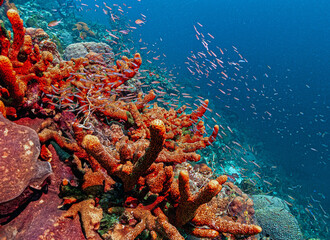 Wall Mural - Caribbean coral garden, Bonaire