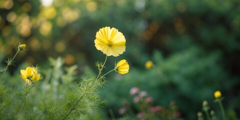 Poster - Yellow flowers with delicate petals in a garden setting with blurred green foliage background during golden hour light.