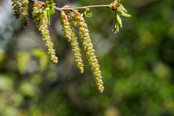 Close-up of the hazelnut inflorescence in a park in Wiesbaden