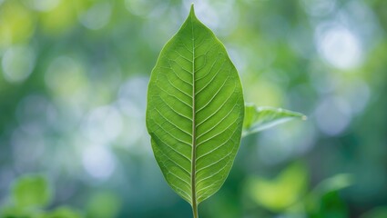 Poster - close-up of a large green leaf showing intricate vein patterns with a blurred green background