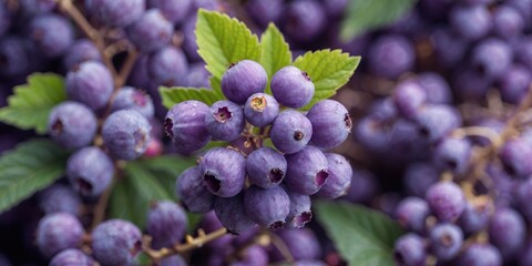 Wall Mural - Close-up of fresh ripe blueberries on branch with green leaves showcasing vibrant colors and natural texture in daylight.