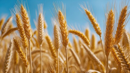 Wall Mural - Golden wheat field under clear blue sky close-up with focus on wheat ears and grain heads. Agricultural landscape and rural scenery.