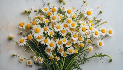 Sticker - Bunch of white daisies with yellow centers arranged on a light background showcasing their vibrant petals and greenery.