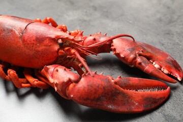 Sticker - Delicious boiled lobster on grey table, closeup