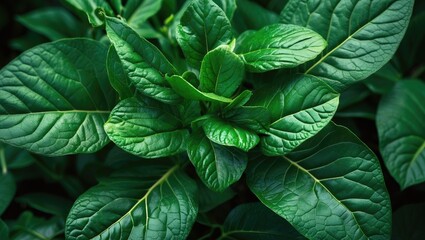 Poster - Green foliage with textured leaves in a close-up view, showcasing various shapes and layers of lush vegetation.