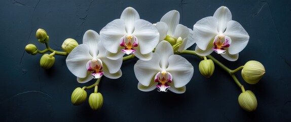 Poster - White orchid flowers with pink and yellow details on branch with buds against dark textured background