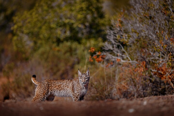 Wall Mural - iberian lynx, lynx pardinus, wild cat endemic to iberian peninsula in southwestern spain in europe. 