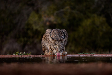 Wall Mural - Lynx drinking water with pink tongue, nature habitat. Iberian lynx, Lynx pardinus, wild cat endemic to Iberian Peninsula in southwestern Spain in Europe. Rare cat walk in the nature habitat.