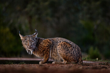 Wall Mural - lynx drinking water with pink tongue, nature habitat. rare spotted cat in the nature habitat. iberia