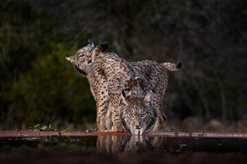 Wall Mural - Courtship sniffingc ouple pair of wild carts. Iberian lynx, Lynx pardinus, wild cat endemic to Iberian Peninsula in southwestern Spain in Europe. Rare cat walk in the nature habitat. Spain wildlife.